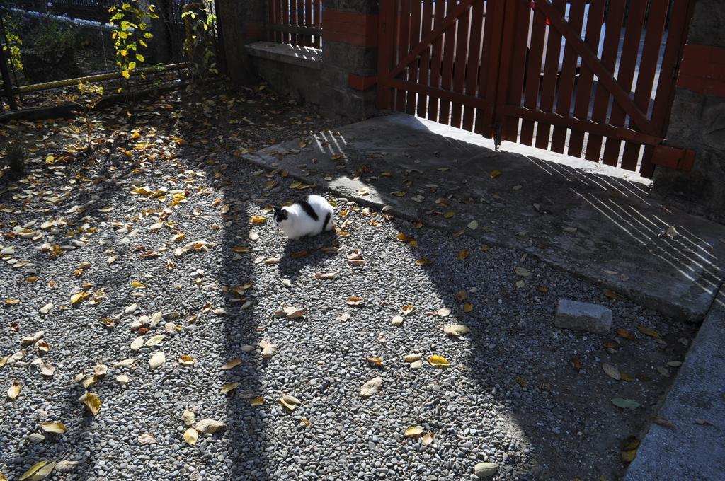 Pensiunea Micsunica Sinaia Buitenkant foto